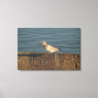 Seagull with A Dragonfly Catch | Tropical Photo
