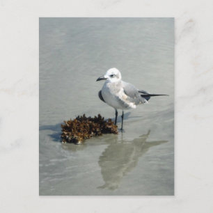 Seagull with Seaweed Postcard