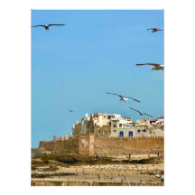 Seagulls and the City. - Essaouira, Morocco