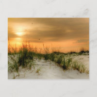 Seagulls at Sunrise