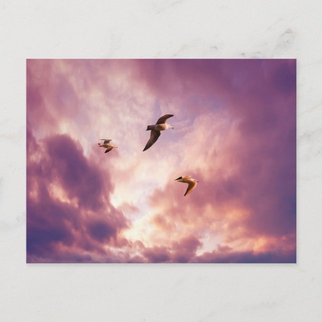 Seagulls flying in a sunset sky postcard (Front)