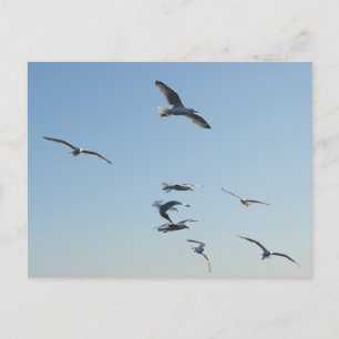 Seagulls Flying Postcard