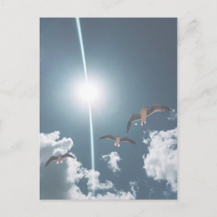 Seagulls Flying Sky Clouds Sun Postcard
