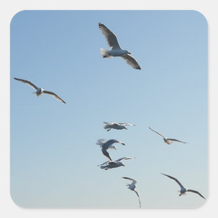 Seagulls Flying  Square Sticker