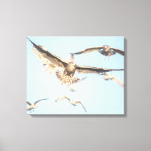 Seagulls in flight nature photo