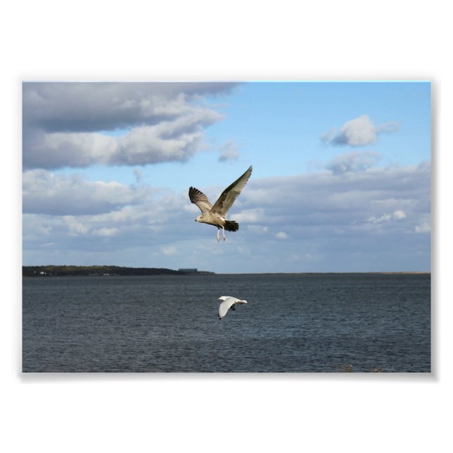 Seagulls in Flight Photo Print (Front)