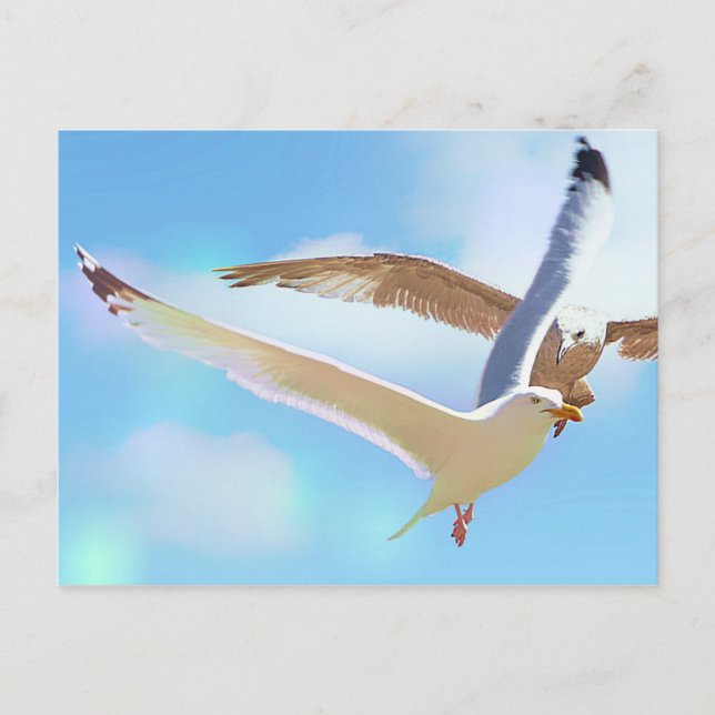 Seagulls in Flight Postcard (Front)