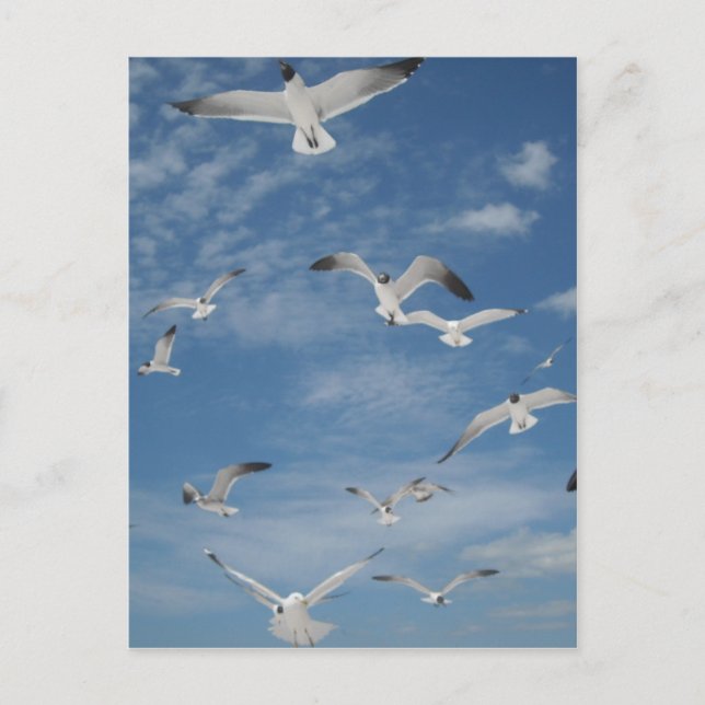 Seagulls in Flight Postcard (Front)