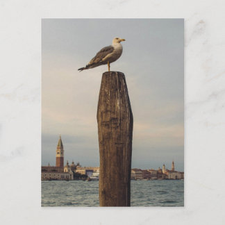 Seagulls in Italy Venice Postcard