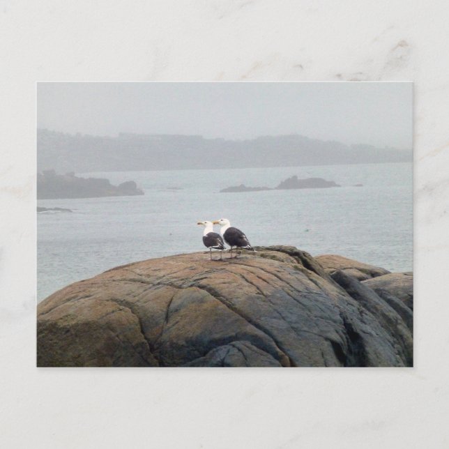Seagulls in Kennebunkport, Maine Postcard (Front)