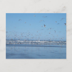 Seagulls in the air postcard