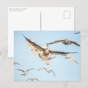 Seagulls Nature Photo Postcard