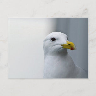 Seagulls Need Love Too Postcard