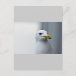 Seagulls Need Love Too Postcard