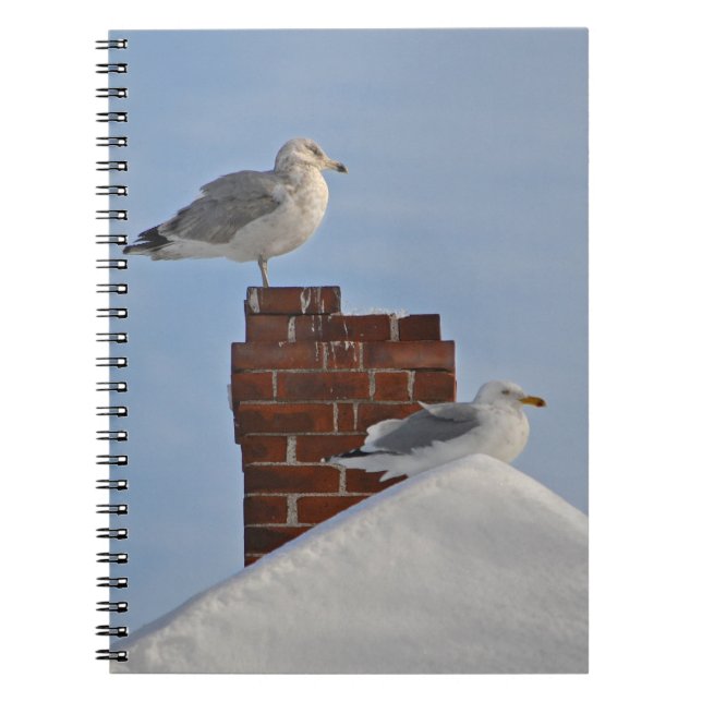 SEAGULLS on Rooftop Notebook (Front)