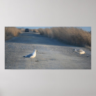 Seagulls on Wildlife Drive Poster