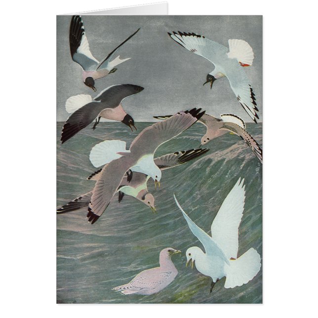 Seagulls Over Ocean Waves by Louis Agassiz Fuertes (Front)