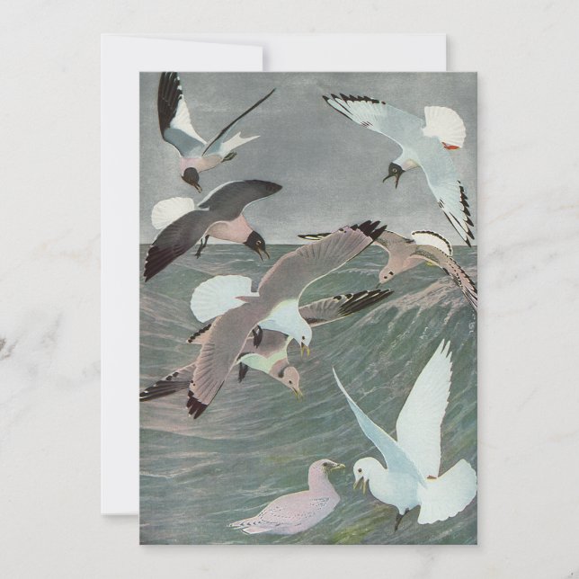 Seagulls Over Ocean Waves by Louis Agassiz Fuertes (Front)