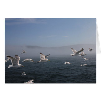 Seagulls over the Bay of Fundy, Grand Manan, NB