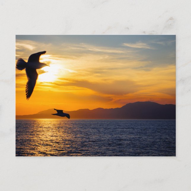 Seagulls Over the Saronic Gulf, Greece Postcard (Front)