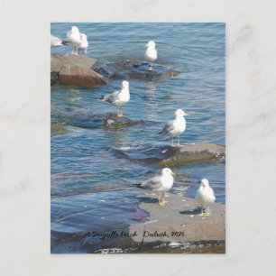 Seagulls Perch, A Seagulls Perch   Duluth, MN Postcard