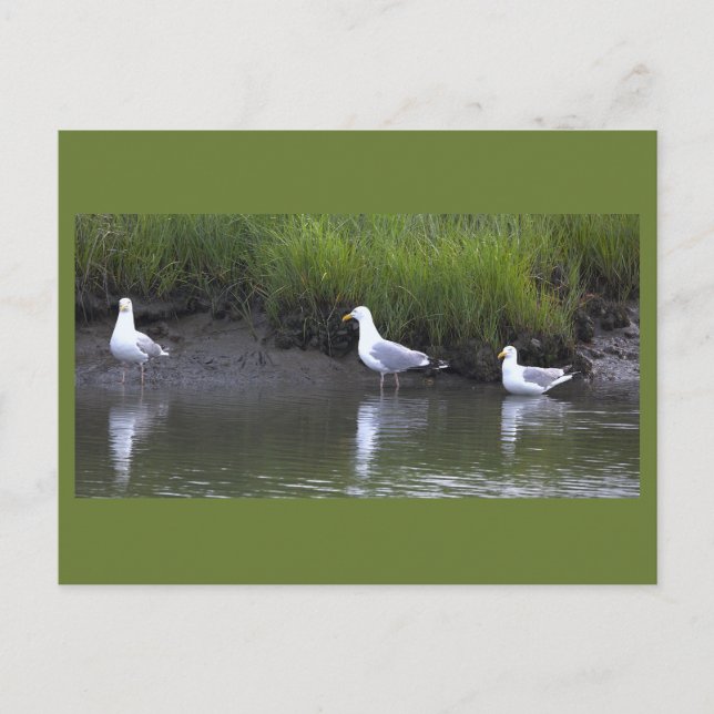 Seagulls Photo Postcard (Front)