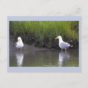 Seagulls Photo Postcard