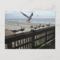 Seagulls
