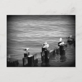 seagulls postcard