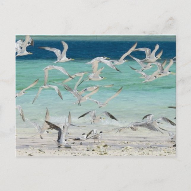 Seagulls Postcard (Front)
