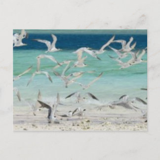 Seagulls Postcard