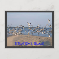 Seagulls Postcard, Bethany Beach, Delaware