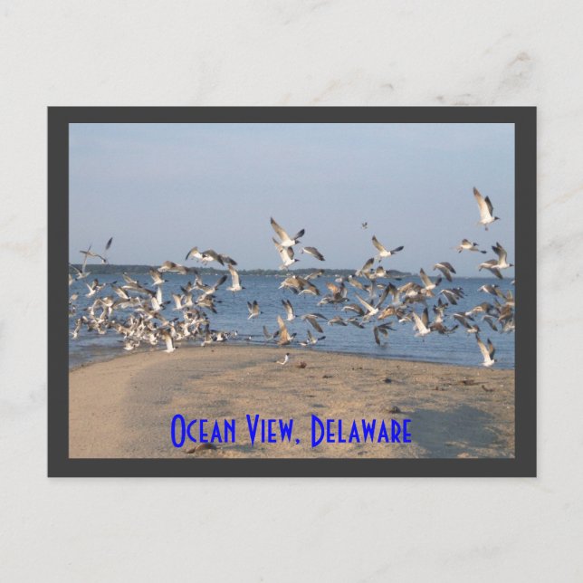 Seagulls Postcard, Ocean View, Delaware Postcard (Front)