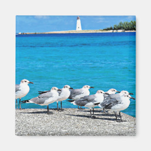 Seagulls, sandy beach, Nassau, Bahamas Magnet