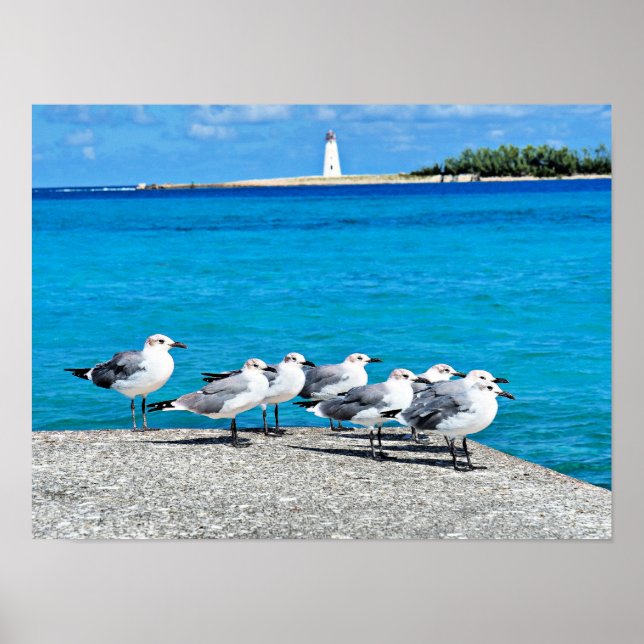 Seagulls, sandy beach, Nassau, Bahamas Poster (Front)