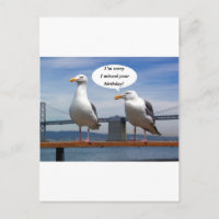 Seagulls talking