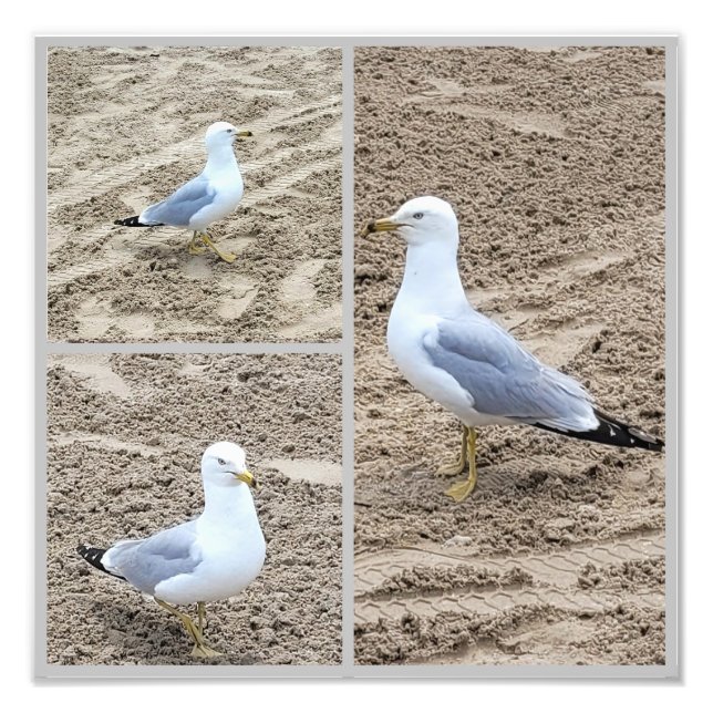 Seaguls On The Beach Photo Print (Front)