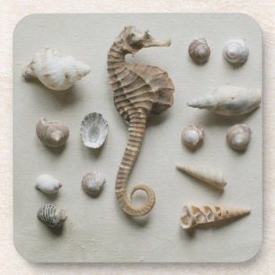 Seahorse And Shells Coaster