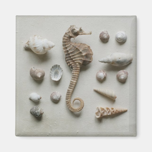 Seahorse And Shells Magnet (Front)