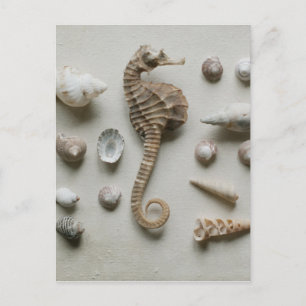 Seahorse And Shells Postcard