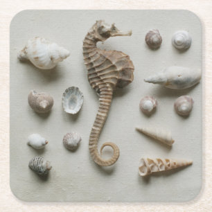 Seahorse And Shells Square Paper Coaster