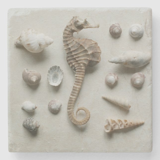Seahorse And Shells Stone Coaster (Front)