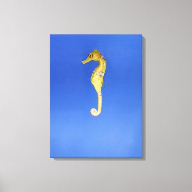 Seahorse Canvas Print (Front)