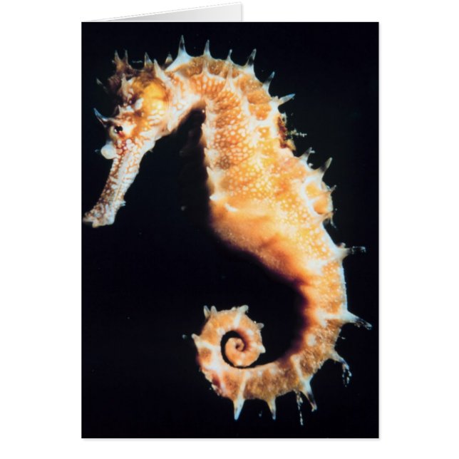 Seahorse - Hippocampus sp. (Front)