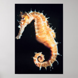 Seahorse hippocampus sp. poster