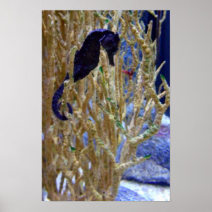 Seahorse in the Coral Poster