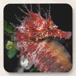 Seahorse Pony Female Begur Coaster