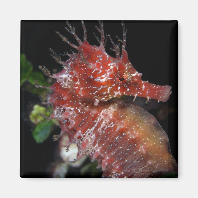 Seahorse | Pony Female Begur Magnet (Front)