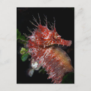 Seahorse   Pony Female Begur Postcard