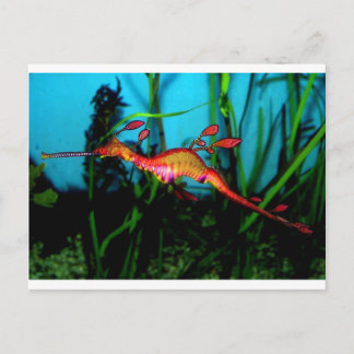 seahorse postcard